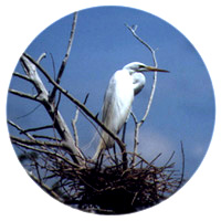 Egret in Tree